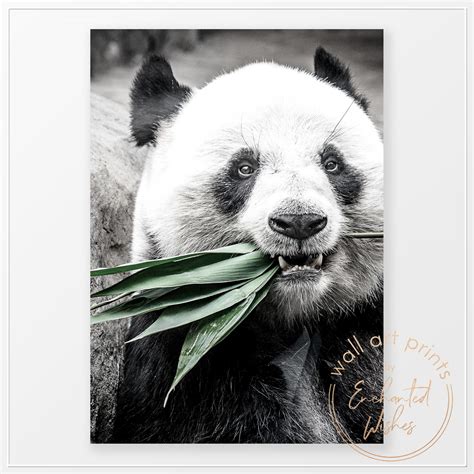 Panda Eating Bamboo Photo Print - Wall Art