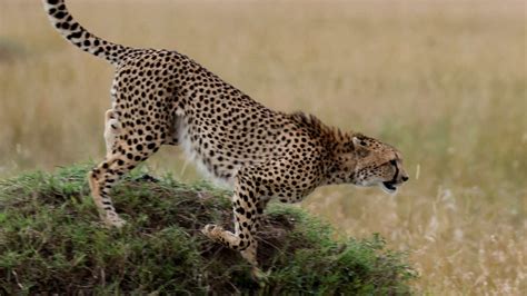 Cheetahs Back in India: The Story of Cheetahs’ Extinction, Peek into ...