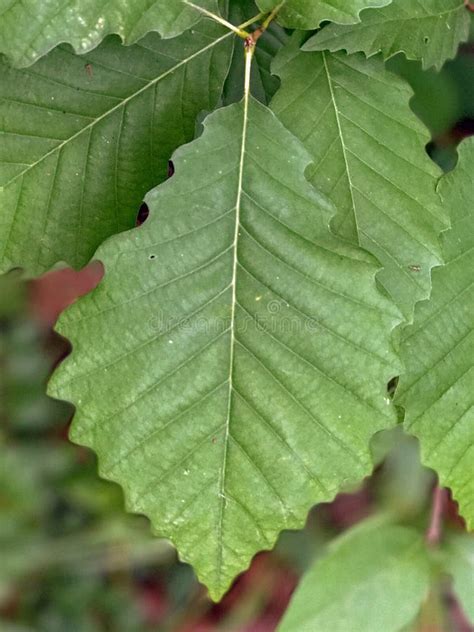 Tree Identification. Leaf. Chestnut Oak. Quercus Montana Stock Image - Image of chestnut, shape ...