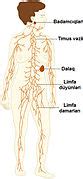 File:TE-Lymphatic system diagram.svg - Wikiversity