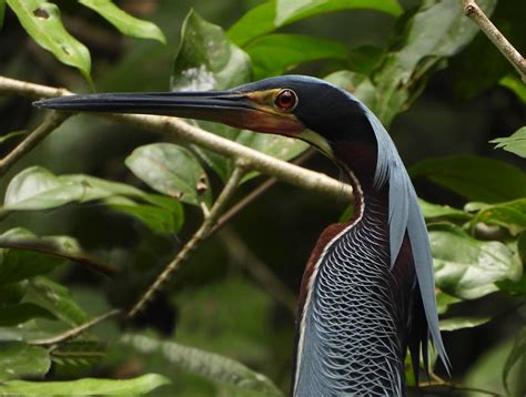 Agami Heron by Roger Harris - BirdGuides