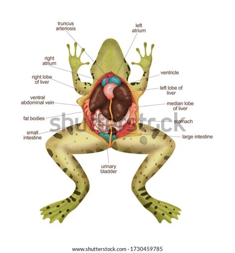 Frog Dissection Drawing