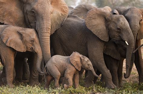 Civil war drove these elephants to lose their tusks—through evolution | Science | AAAS