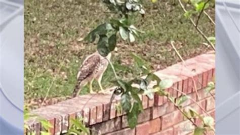 Nesting season prompts hawk attack on Florida woman : r/FloridaMan