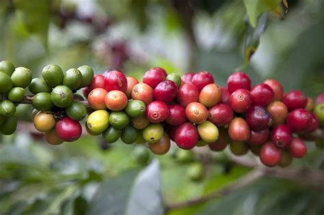 The Geisha coffee variety: History, taste, and why it's so expensive