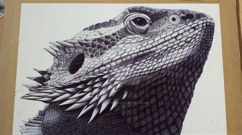 Bearded Dragon 6 hour biro drawing by jacknolan22 on DeviantArt | Biro drawing, Drawings ...