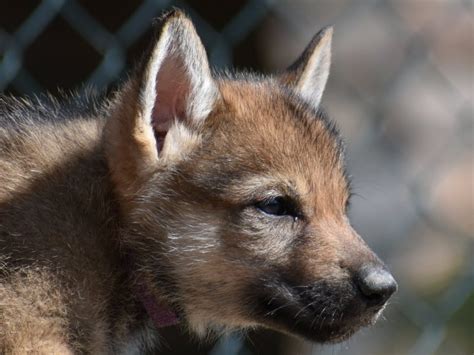 Czechoslovakian wolfdog puppies – Dogs Jelena Dog Shows