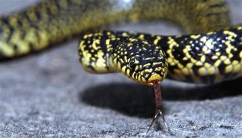 The Common Snakes of Oklahoma | Sciencing