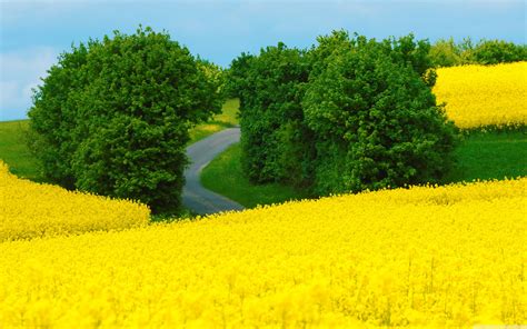 Canola Field HD desktop wallpaper Fullscreen Mobile Dual Monitor | Картинки