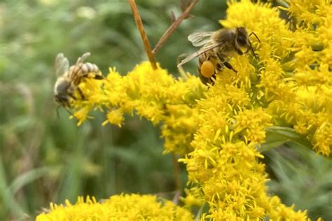 Kentucky’s State Flower: Goldenrod – Words Like Honey