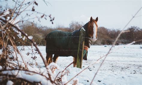 How to Clean and Waterproof Horse Blankets