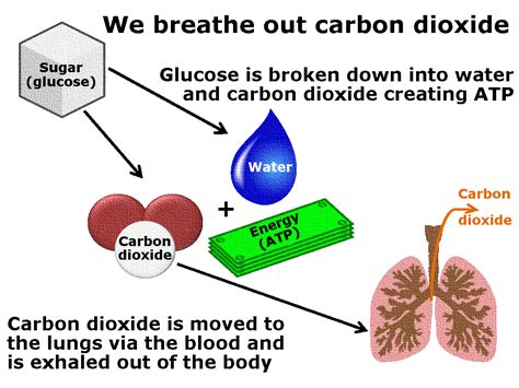 How Do We Breathe