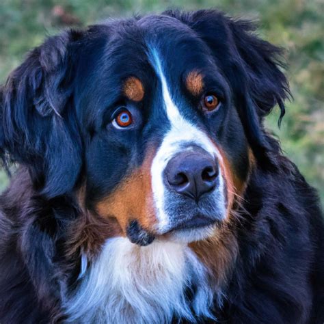 How Do I Keep My Bernese Mountain Dog’s Ears Clean? - AtractivoPets