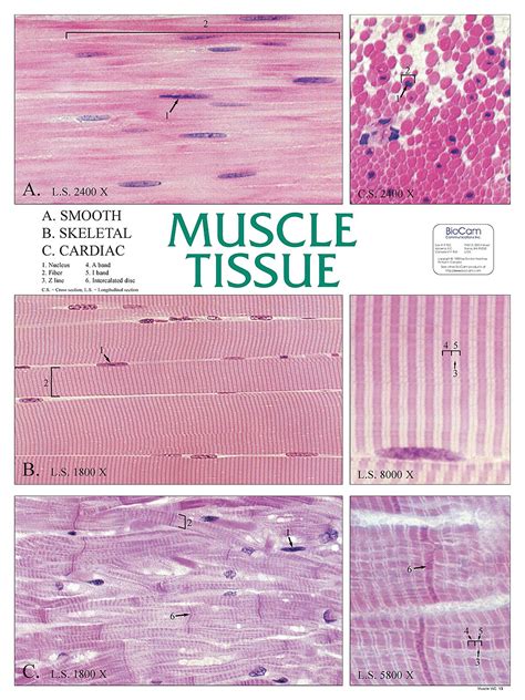 How To Identify Muscle Tissue