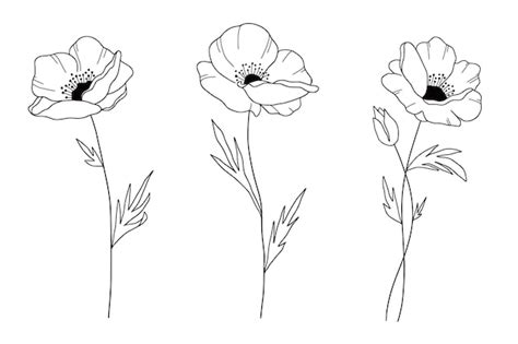 Poppy Flower Outline Drawing Best Flower Site - vrogue.co