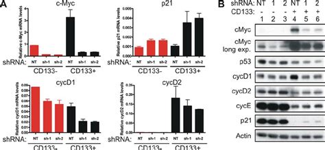 c-Myc modulates cell cycle regulators of glioma cancer stem cells. (A ...