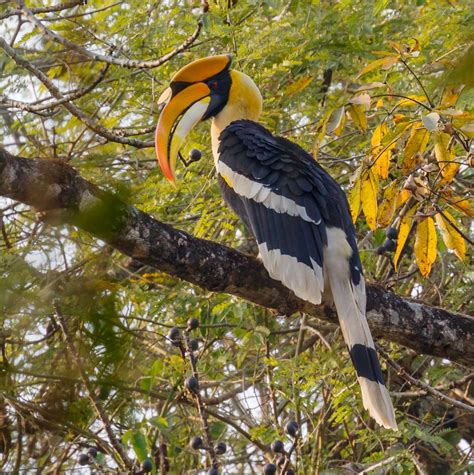 Great hornbill (Buceros bicornis)