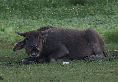 Domestic Water Buffalo (Bubalus bubalis) - Bali Wildlife