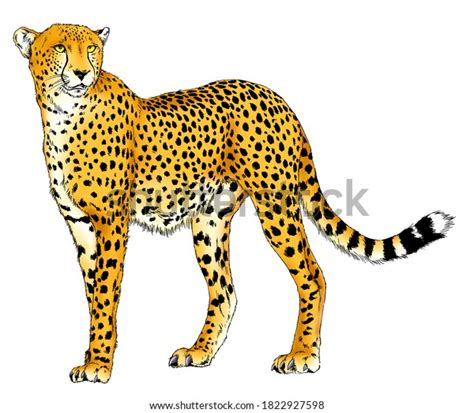 7+ Thousand Cheetah Outline Drawing Royalty-Free Images, Stock Photos ...