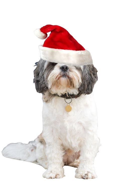 Christmas Dog Santa Hat Free Stock Photo - Public Domain Pictures