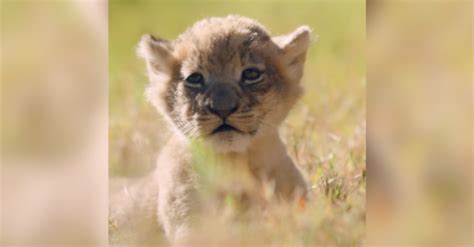 Too Precious: Texas Zoo Welcomes Their First Lion Cub In Nearly Ten ...