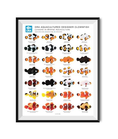 ORA Designer Clownfish Poster | ORA