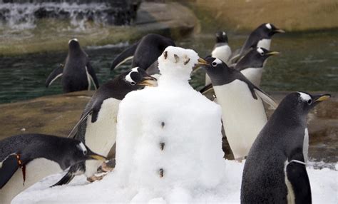 Snow Fun for Scotland's Penguins & Polar Bears - The Scots Magazine