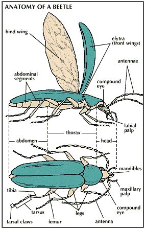 Art:Beetle anatomy. | Insect anatomy, Entomology art, Beetle