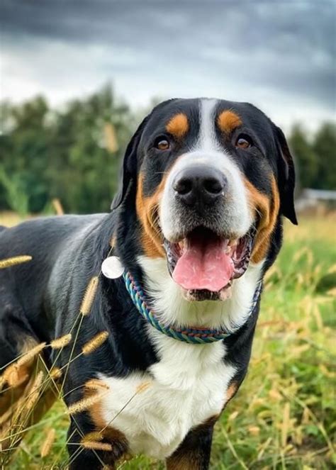 195+ Nice Greater Swiss Mountain Dog Names of 2020 - The Dogman