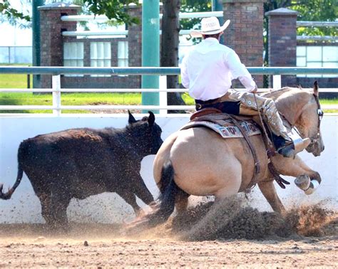 cow horse training - Frederick Performance Horses