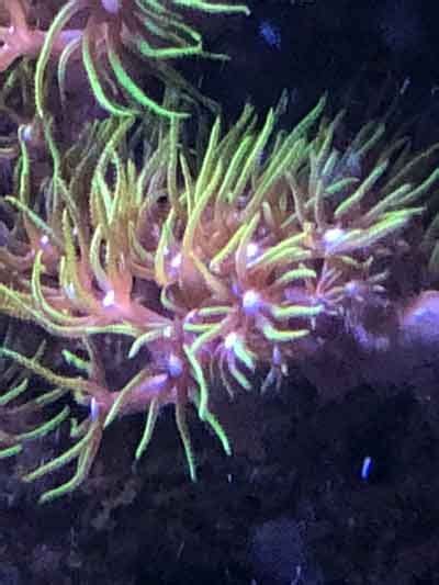 Green Star Polyps Coral Care – Saltwater Aquarium Blog | Polyp coral, Reef aquarium, Saltwater tank