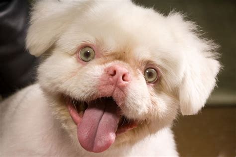 Funny Albino Animals New Photos | Funny Animals