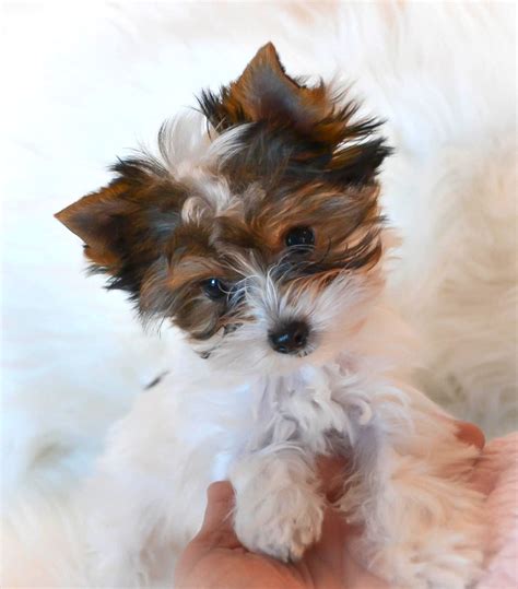 Teacup Yorkies for Sale in TN | Parti Yorkies for Sale | Yorkie Breeder in Tennessee