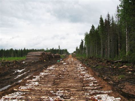 Greenwashed Timber: How Sustainable Forest Certification Has Failed ...