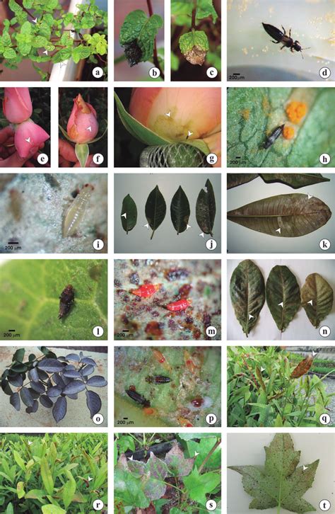 Thrips and damage to cultivated plants. a,b,c: Damage from Dinurothrips... | Download Scientific ...