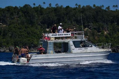 Dolphin Pacific Diving and Whale Watching (Neiafu, Tonga): Top Tips ...