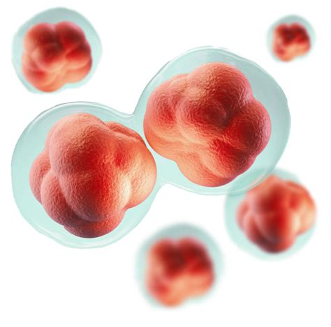 Cell Line Development