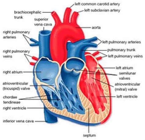 your body through network vessels de Heart Diagram With Labels And Functions set human heart is ...