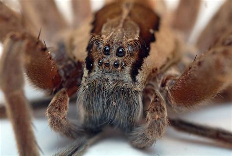 File:Nursery Web Spider Eyes.jpg - Wikipedia