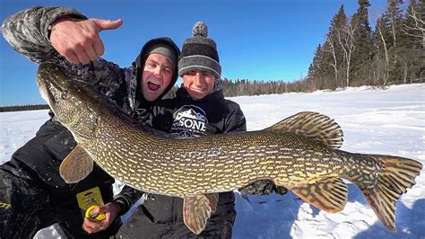 MASSIVE 46 inch Pike Ice Fishing!!! - YouTube