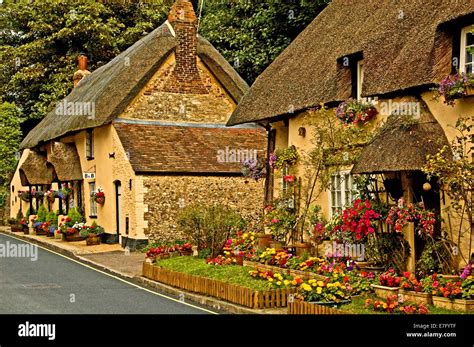 Cottages in the village of Lulworth in Dorset, with thatched roofs and ...