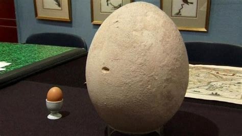 Huge bird egg goes up for auction - CBBC Newsround