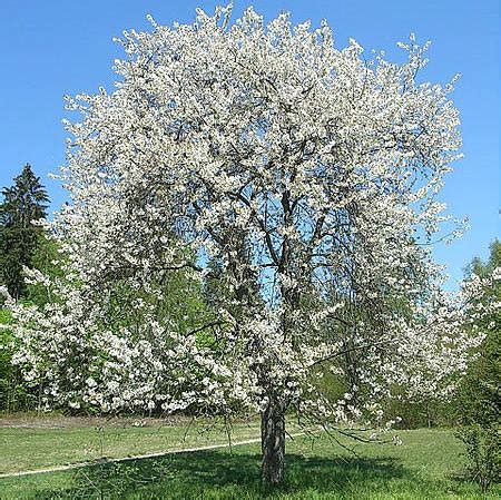 Bing Cherry Tree | New Blooms Nursery