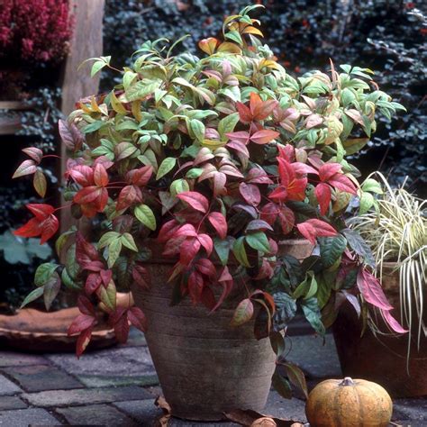 Fire Power Nandina Shrubs for Sale | FastGrowingTrees.com