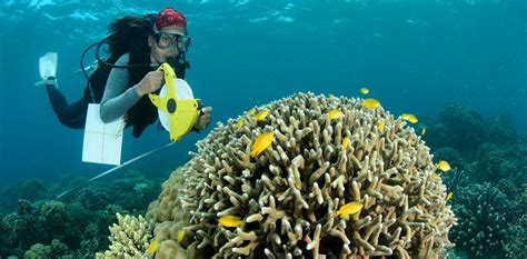 World Environment Day: Marine Conservation Projects In Asia-Pacific