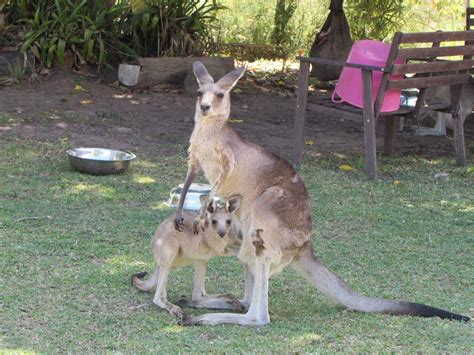 Volunteering at a Kangaroo Sanctuary: My Australian Adventure