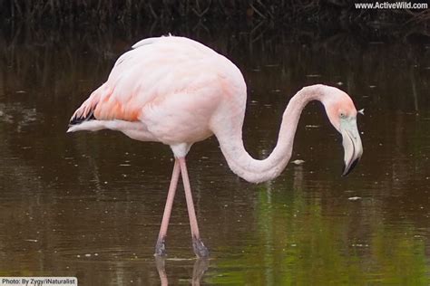 American Flamingo Facts, Pictures, Complete Species Guide – Consumers Advisory