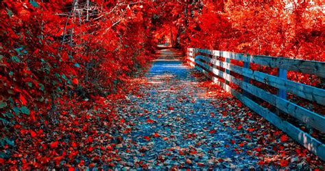 Autumn Leaves 4K Wallpapers - Wallpaper Cave