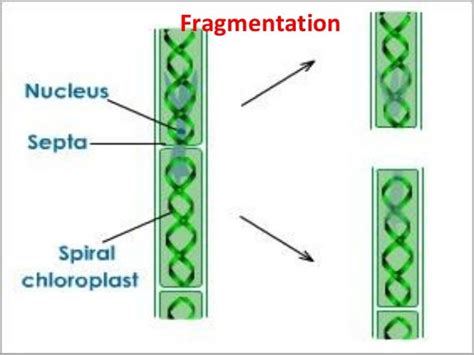 Reproduction in algae........