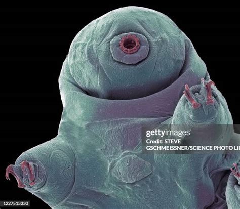 Tardigrade Microscope Photos and Premium High Res Pictures - Getty Images